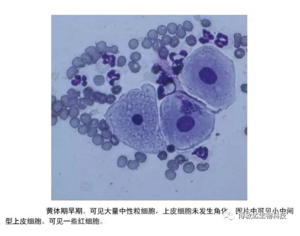 发情间期(黄体阶段,角化的鳞状上皮细胞数量急剧下降,中间细胞和副